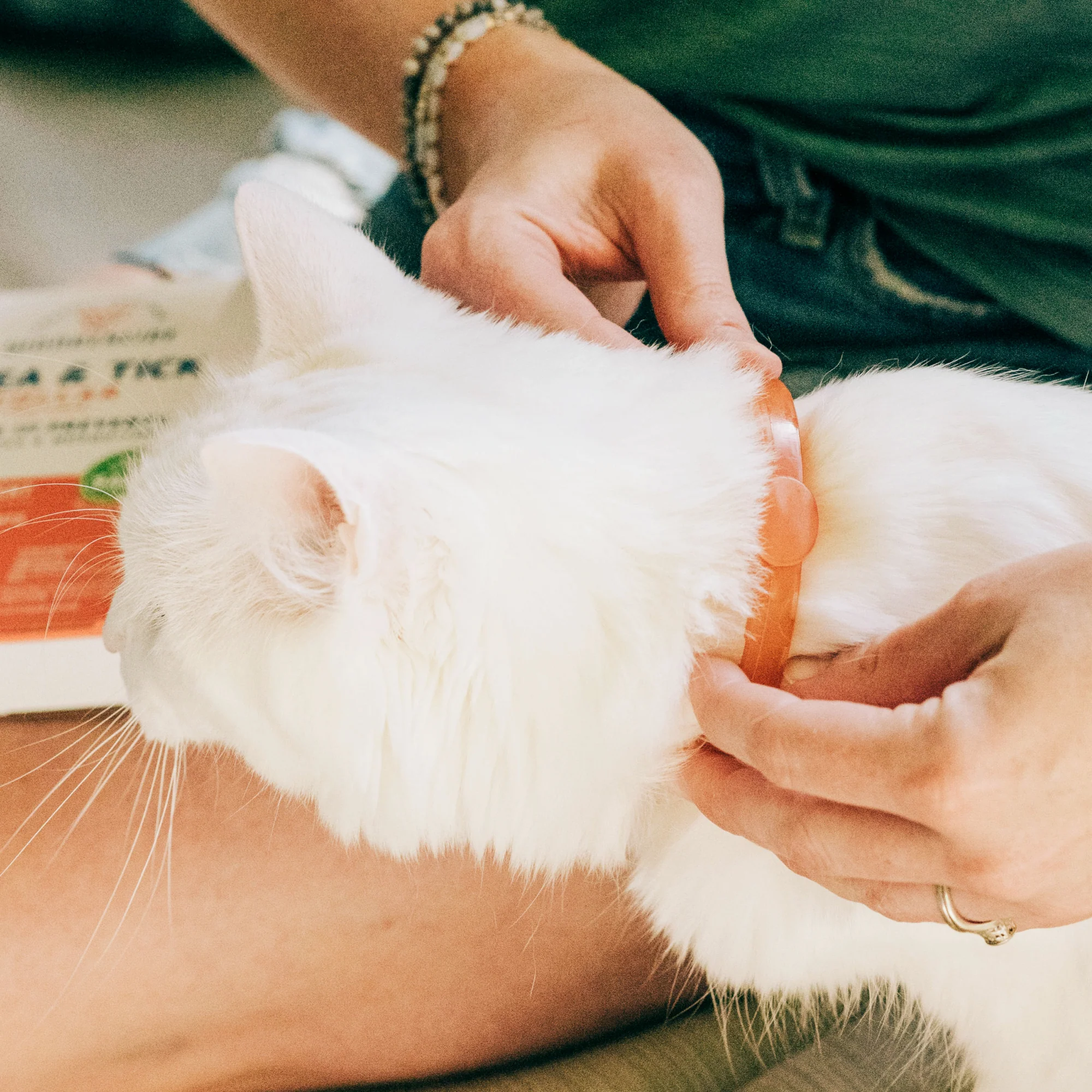 12-Month Flea & Tick Collar for Cats - Image 3