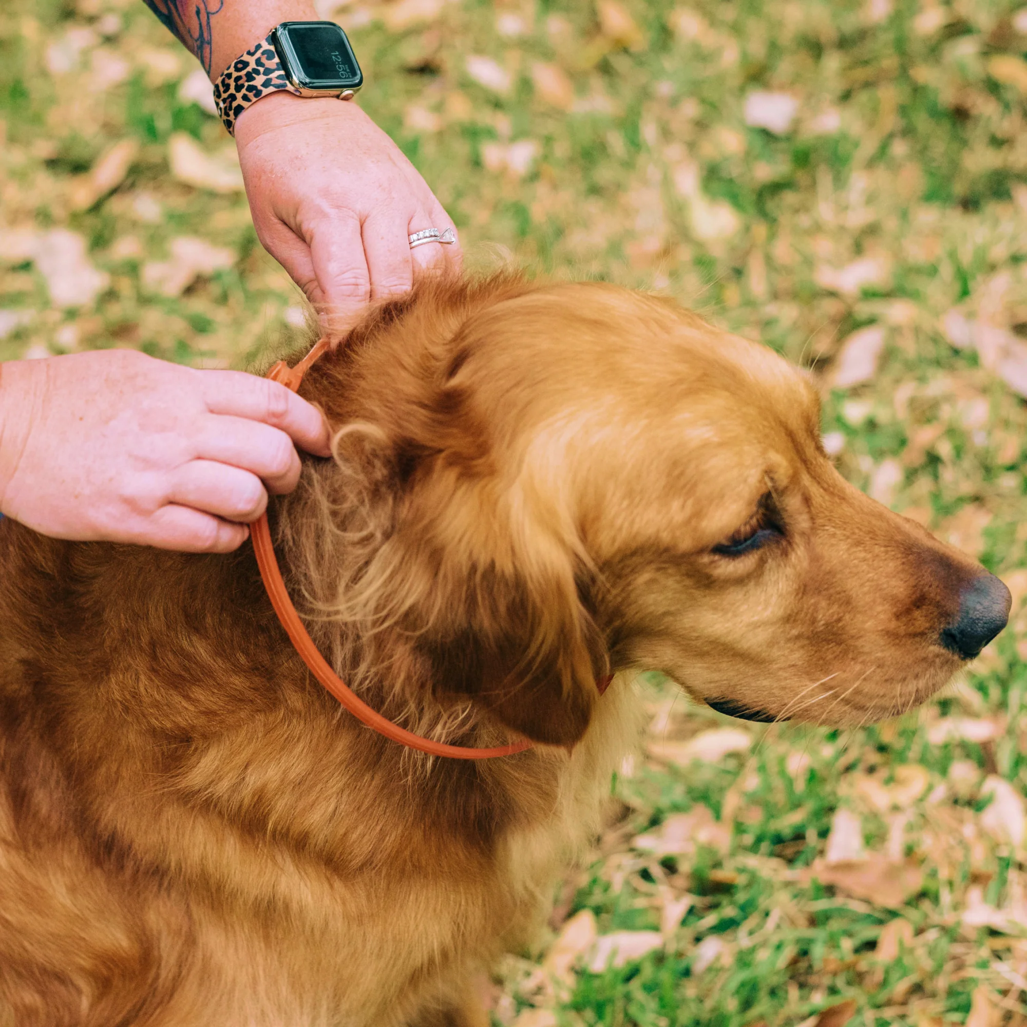 12-Month Flea & Tick Collar for Small to Medium Dogs - Image 3
