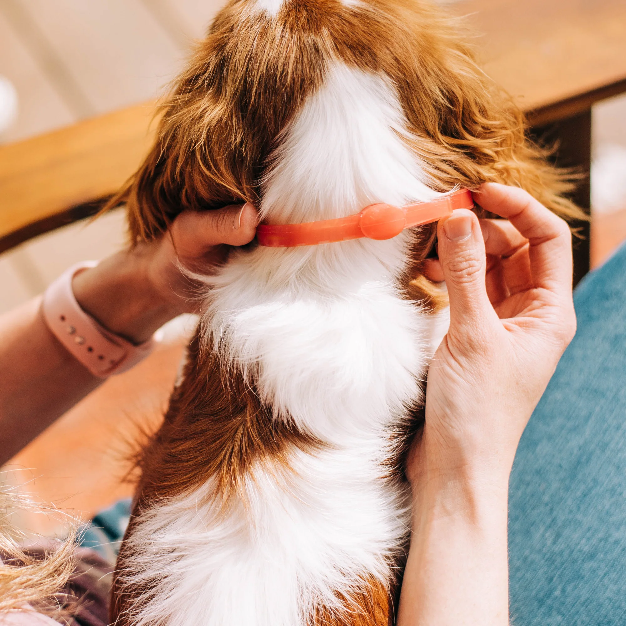 12-Month Flea & Tick Collar for Small to Medium Dogs - Image 4
