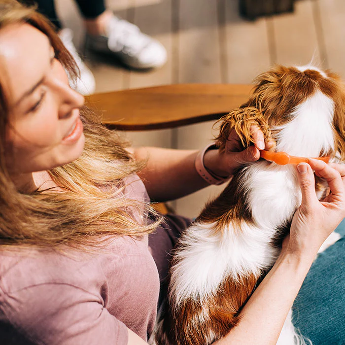 Flea & Tick Collar for Dogs - Image 3