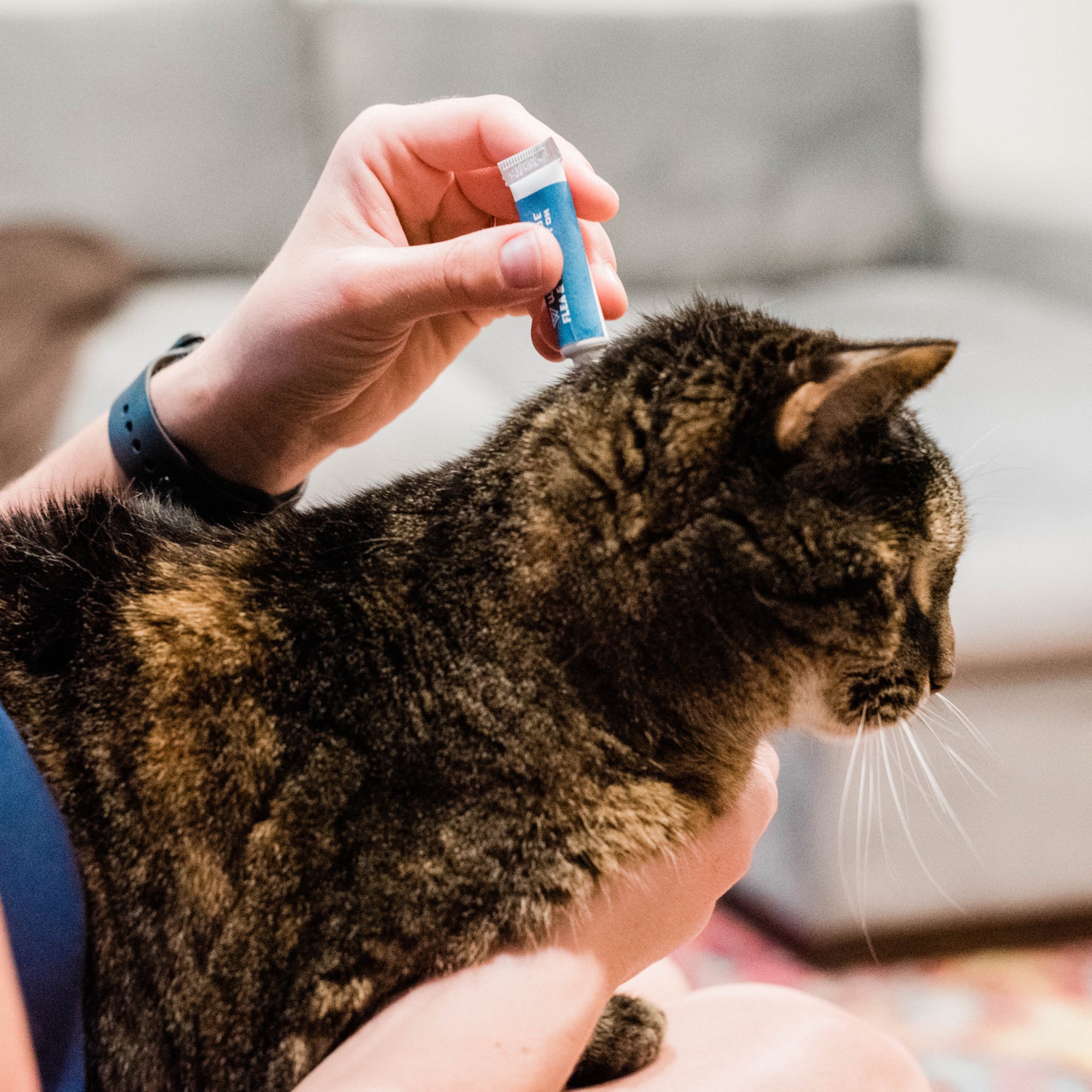 Flea & Tick Spot On for Dogs + Cats - Image 3