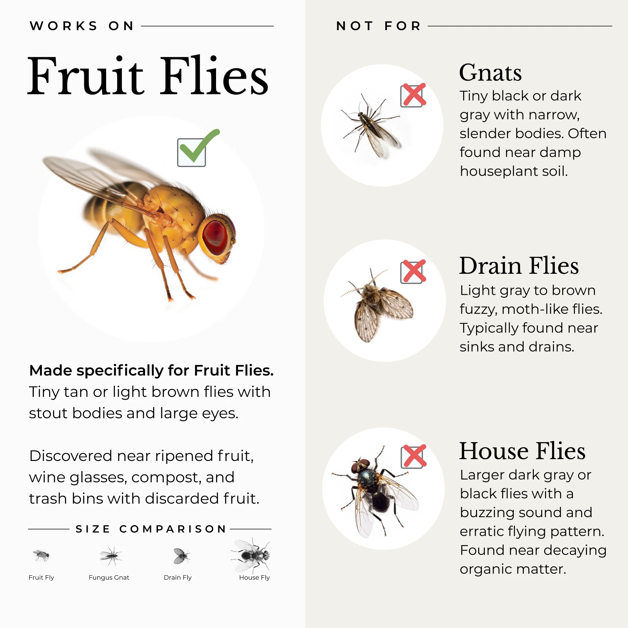 Fruit Fly Trap for Home + Kitchen - Image 4